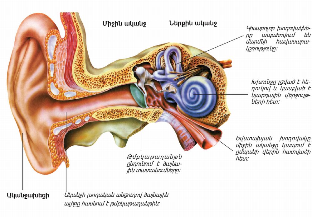 ականջի կառուցվածքը